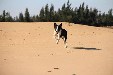 《GTA三部曲》手机端下载量达1800万次